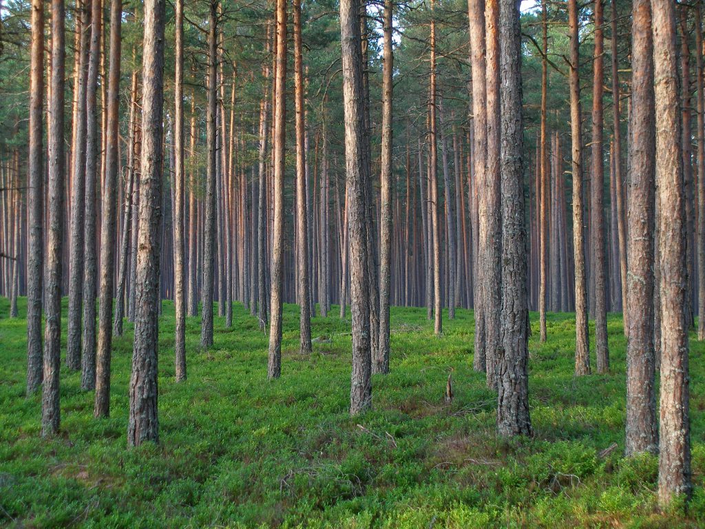 Pine Forest